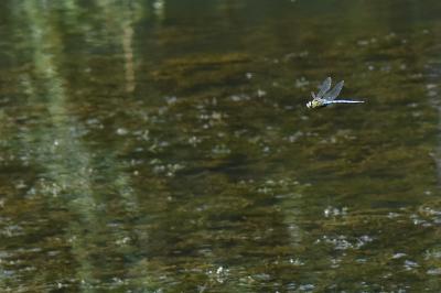 Anax empereur 
