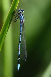Agrion porte-coupe
