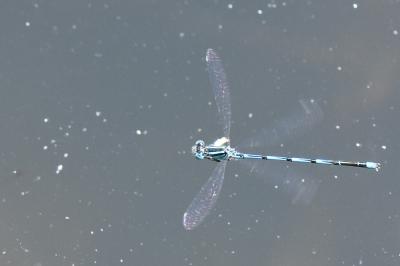 Agrion de Vander Linden