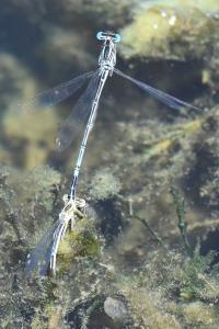 Agrion à larges pattes