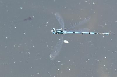 Agrion de Vander Linden