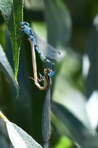 Agrion porte-coupe