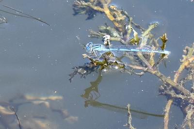 Agrion de Vander Linden