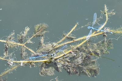 Agrion de Vander Linden