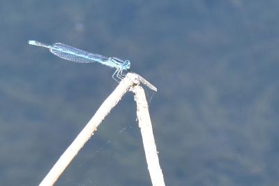 Agrion de Vander Linden