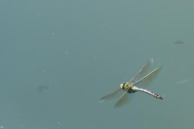 Anax empereur 