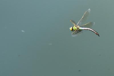 Anax empereur 