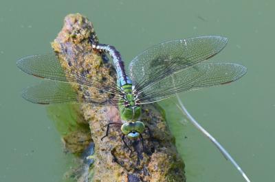 Anax empereur 