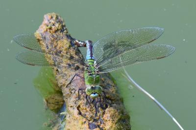 Anax empereur 