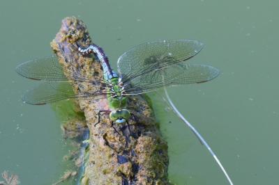 Anax empereur 