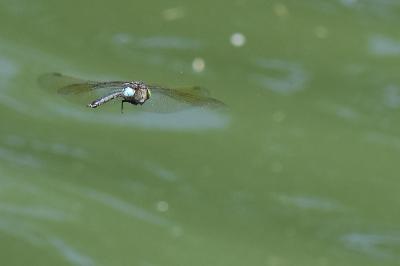 Anax napolitain 
