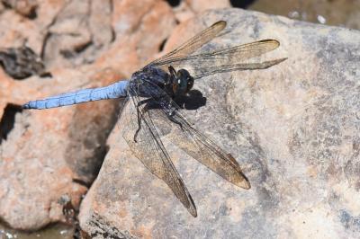 Orthétrum bleuissant 