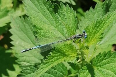 Agrion à larges pattes