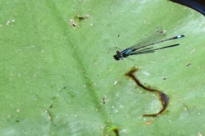 Agrion élégant