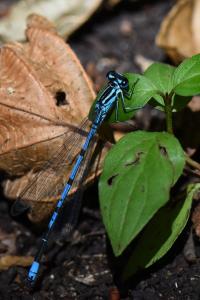 Agrion jouvencelle