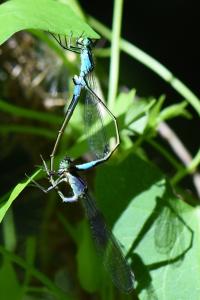 Agrion élégant