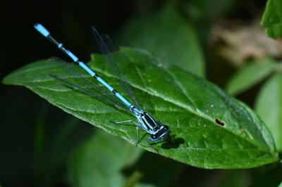 Agrion jouvencelle