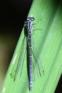 Agrion jouvencelle