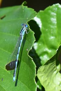 Agrion de Vander Linden