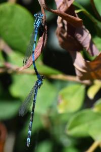 Agrion porte-coupe