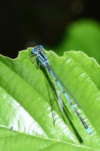 Agrion de Vander Linden