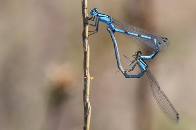 Agrion porte-coupe
