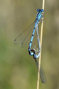 Agrion porte-coupe