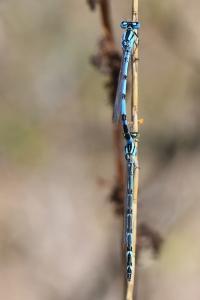 Agrion porte-coupe