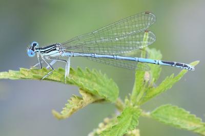 Agrion à larges pattes