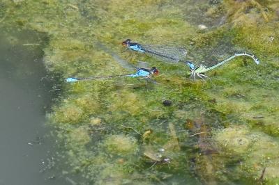 Naïade au corps vert 