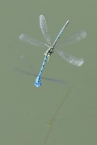 Agrion de Vander Linden