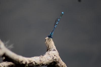 Agrion de Vander Linden