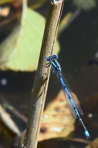 Agrion de Vander Linden