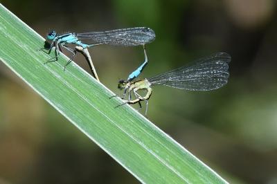 Agrion élégant