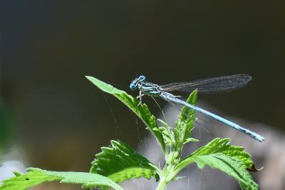 Agrion à larges pattes