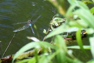 Anax napolitain 