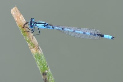 Agrion porte-coupe