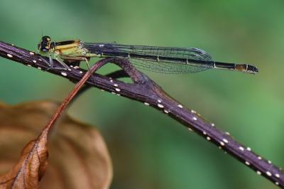 Agrion élégant