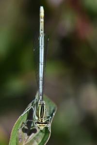 Agrion à larges pattes