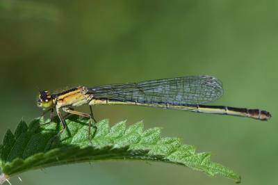 Agrion élégant