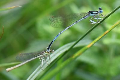 Agrion à larges pattes