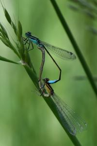 Agrion élégant
