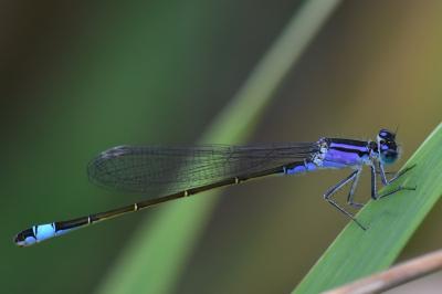 Agrion élégant