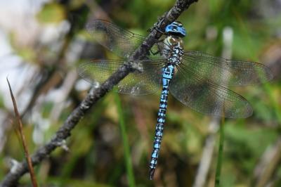 Aeshna affinis