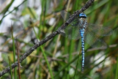 Aeshna affinis