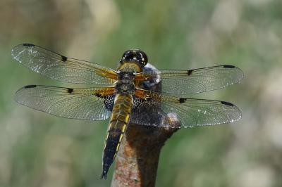 Libellule quadrimaculée 