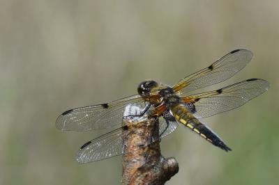 Libellule quadrimaculée 