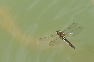 Cordulie bronzée 