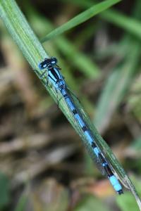 Agrion porte-coupe
