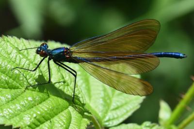 Calopteryx virgo